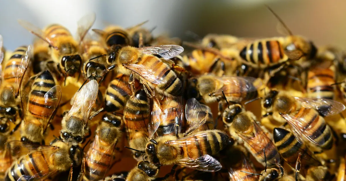 Paleontoloogid leidsid iidsete mesilaste pesad – nad ei olnud midagi sellist varem näinudki