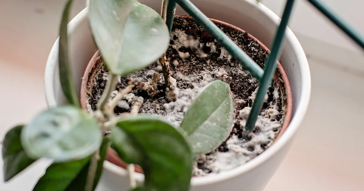 Kas teed tahtmatult oma taimedele liiga? Üks levinud viga, mis muudab lillepoti hallituspesaks