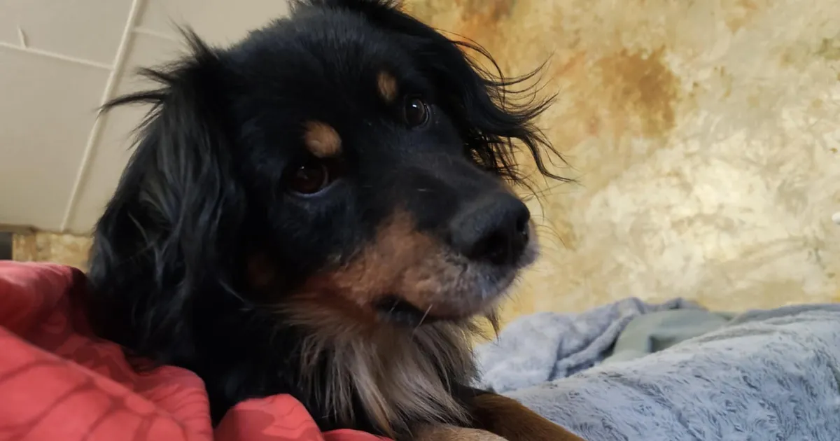 Šokeeriv leid: omanik jättis vigastatud jalaga koera kolmeks kuuks keti otsa piinlema