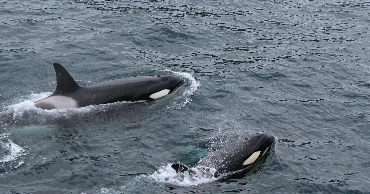 Šokeeriv avastus Kanada vetes: delfiinid töötavad mõõkvaalade heaks