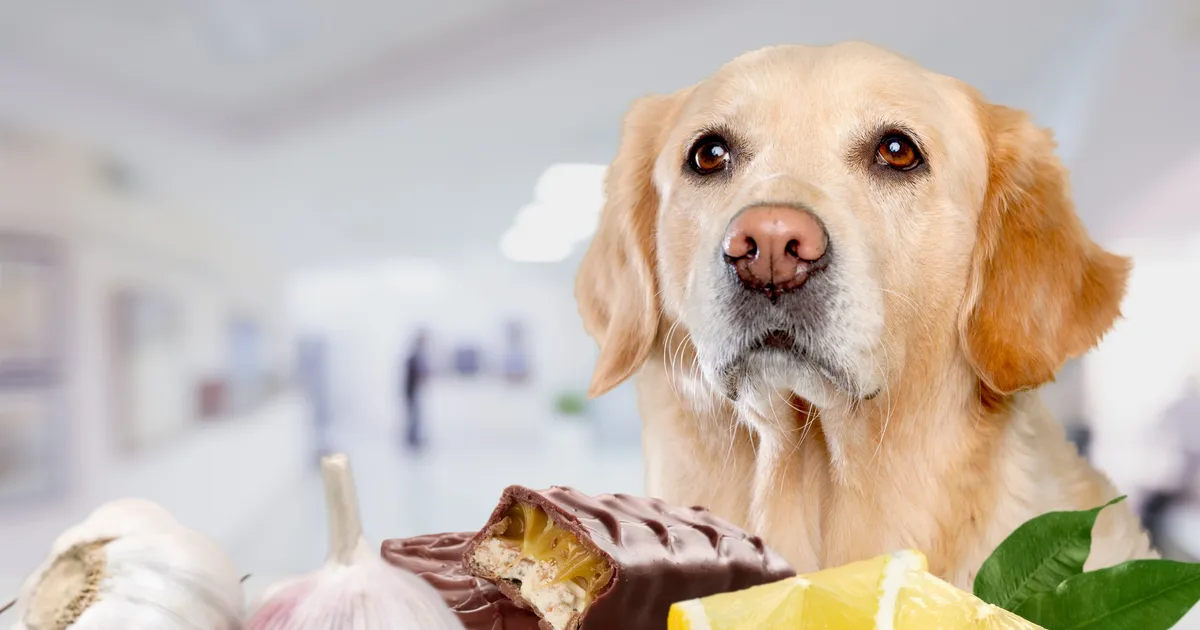Loomaarst vastab: need jõulutoidud on lemmikloomadele kõige ohtlikumad