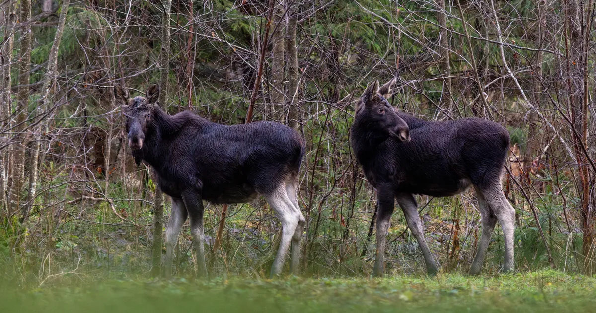 LOODUSVAATLUS ⟩ Metsloomade elu kulgeb lume ja külmata hõlpsamalt
