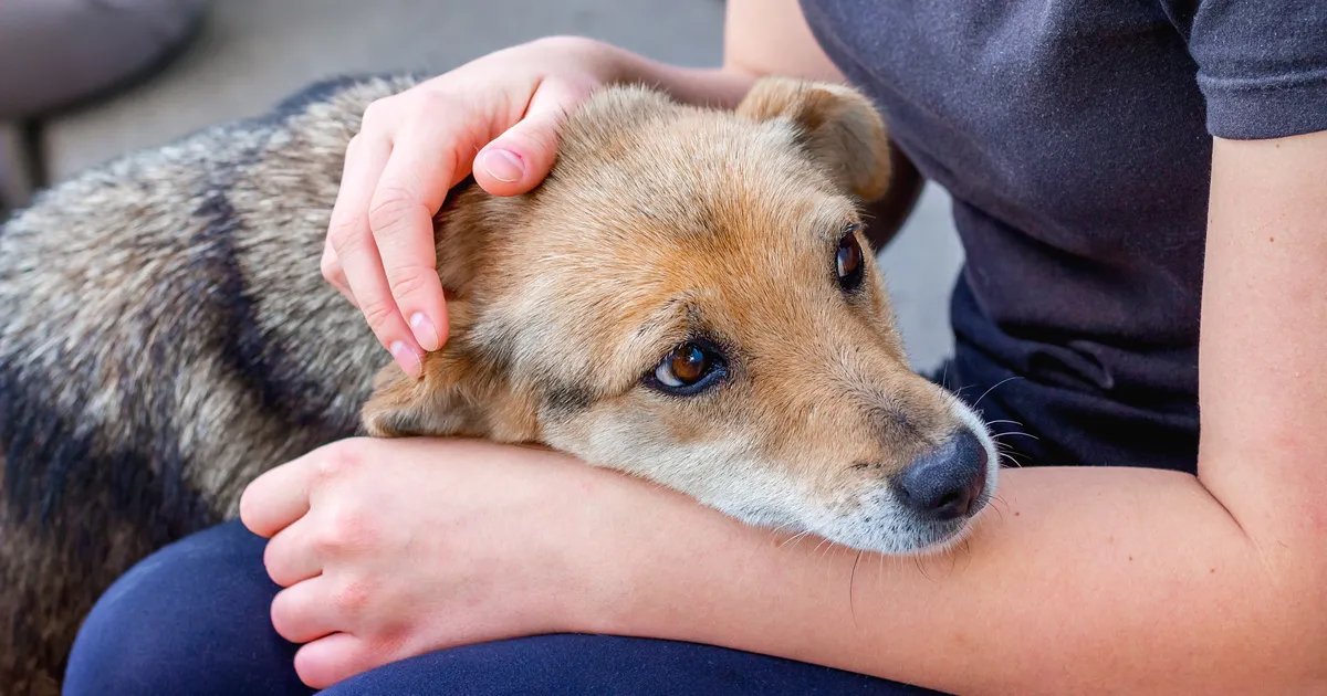 INTERVJUU ⟩ «Kui koera kõhust kostus omaniku lemmiklaul, sai selgeks, et tuleb võtta suund kliinikusse…»