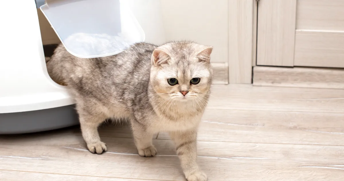 Loomaarst vastab: üllatav põhjus, miks kass valesse kohta häda teeb