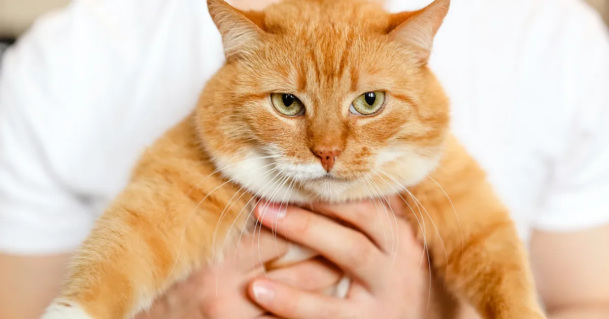 Loomaarst hoiatab: see salakaval haigus teeb ülekaalus koertele ja kassidele põrguvalu