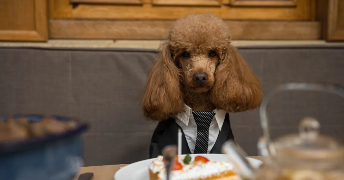 Need märgid ütlevad, et su koer ootab külaliste lahkumist