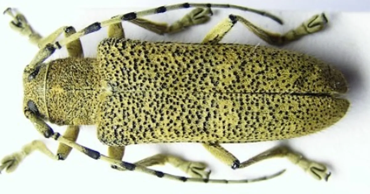 Esimest korda valiti ka aasta metsaputukas. Kes ta on?