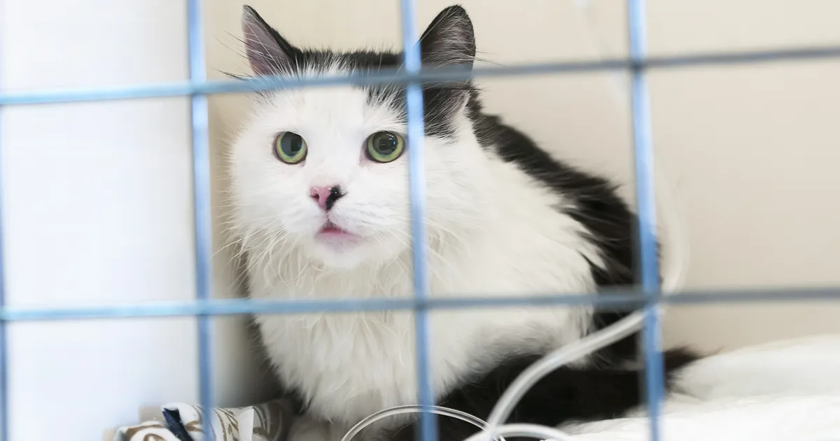 Varjupaika toodud kassi kiipi kontrollides selgus midagi uskumatut