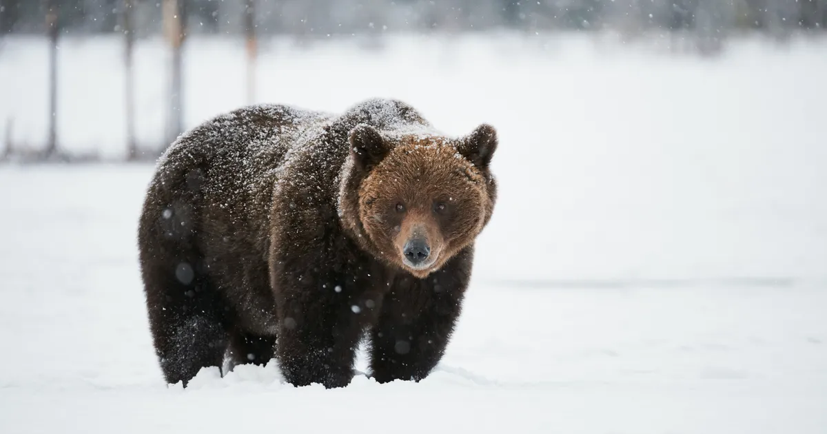 VIDEO ⟩ Lumelauaga sõitnud mees kohtus ootamatult karuga ja pääses väga napilt