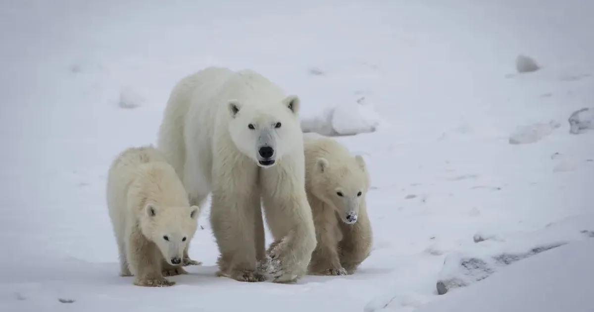 Haruldane hetk Arktikas: jääkaruema võttis oma hoole alla võõra poja