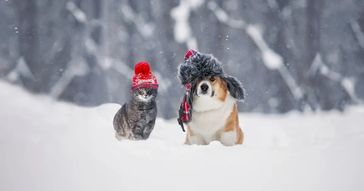 Käpajäljed värskes lumes: kuidas muuta lemmiku esimene talv maagiliseks