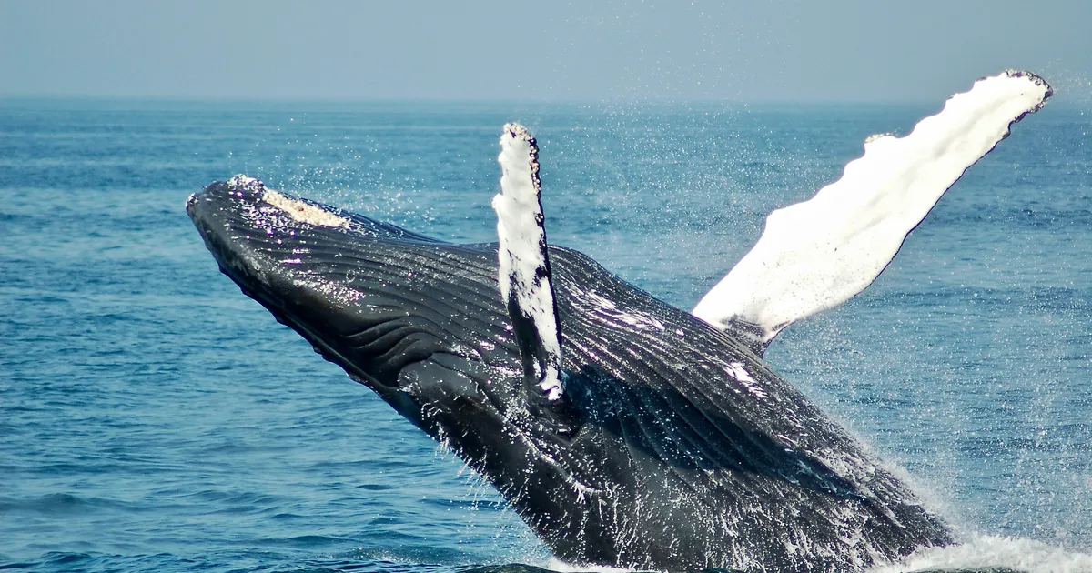 Droonid avastasid Arktika vaalade hingeõhust äärmiselt ohtliku viiruse