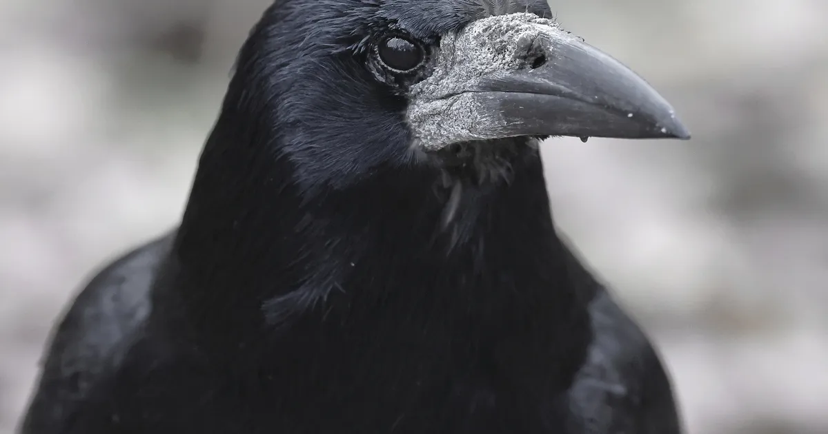 Muide, inimesed pole ainsad loomad, kes jõule koos veedavad - loe, kes veel