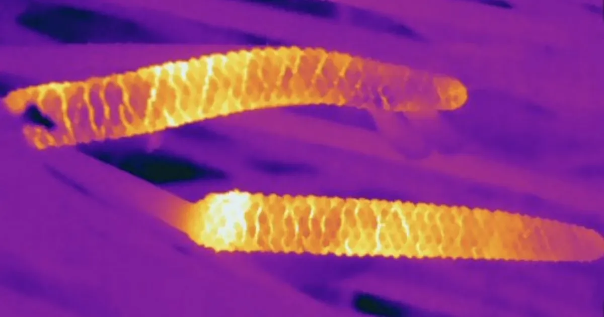 Te pole ilmselt varem kuulnud sooja tekitavatest taimedest – siin nad on ja selliseid saab Eestistki osta