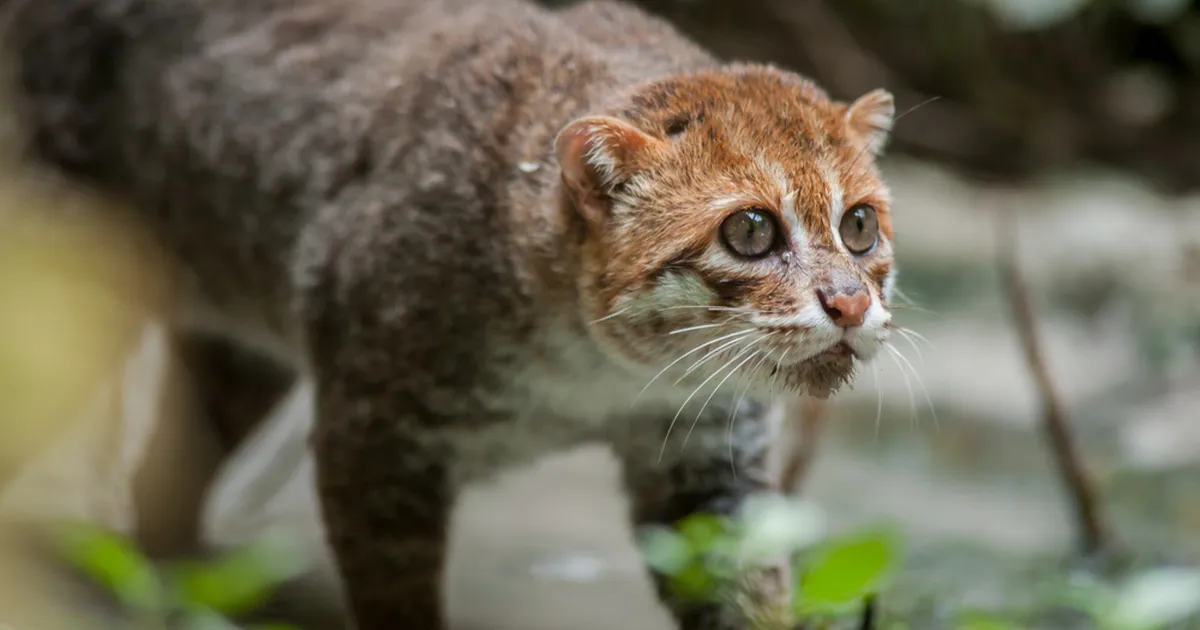 Tõeline loodusime: Tai džunglis nähti haruldast kiskjat, keda peeti 30 aastat väljasurnuks