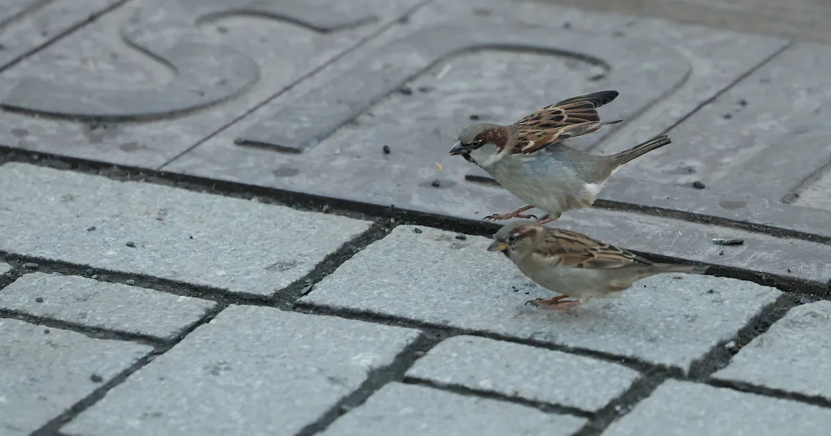 Kuidas läheb meie sulelistel sõpradel? Algas maismaa talilinnuloenduse teine periood
