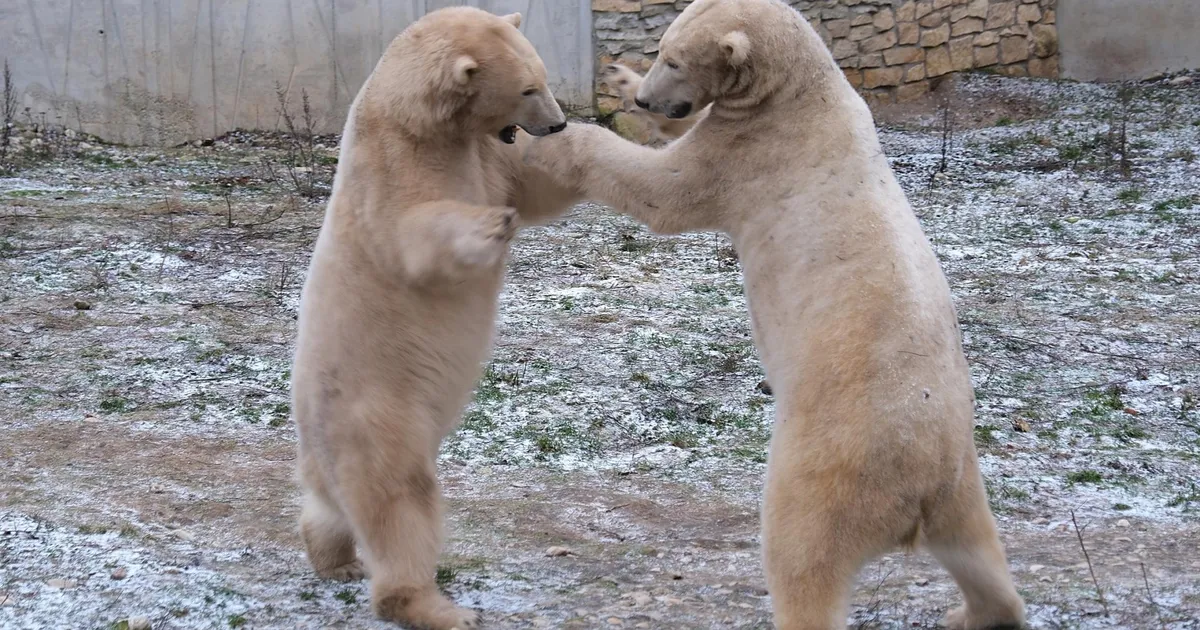 LOOMARIIK ⟩ Jõuluajal jääkarud tantsivad ja tiiger saab olla diiva