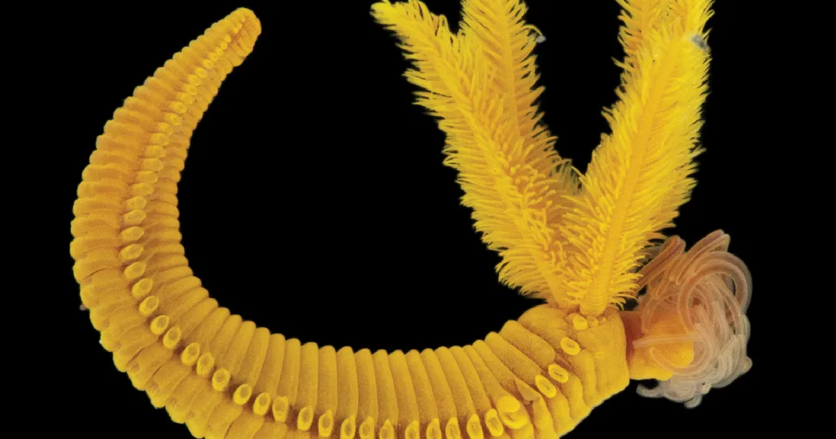 See elusolend supleb puhtas mürgis – kuidas ta seal ellu jääb?