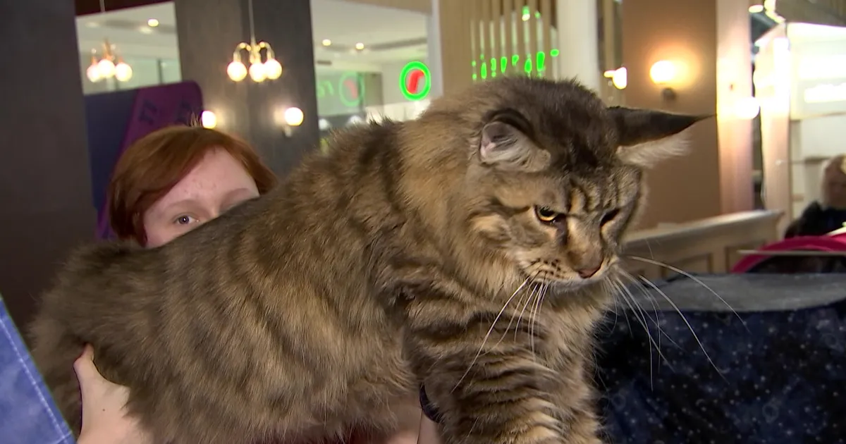 NURR-NURR ⟩ Tallinnas toimunud kassinäitusel sai näha hella südame ja kurja pilguga 10-kilost volaskit