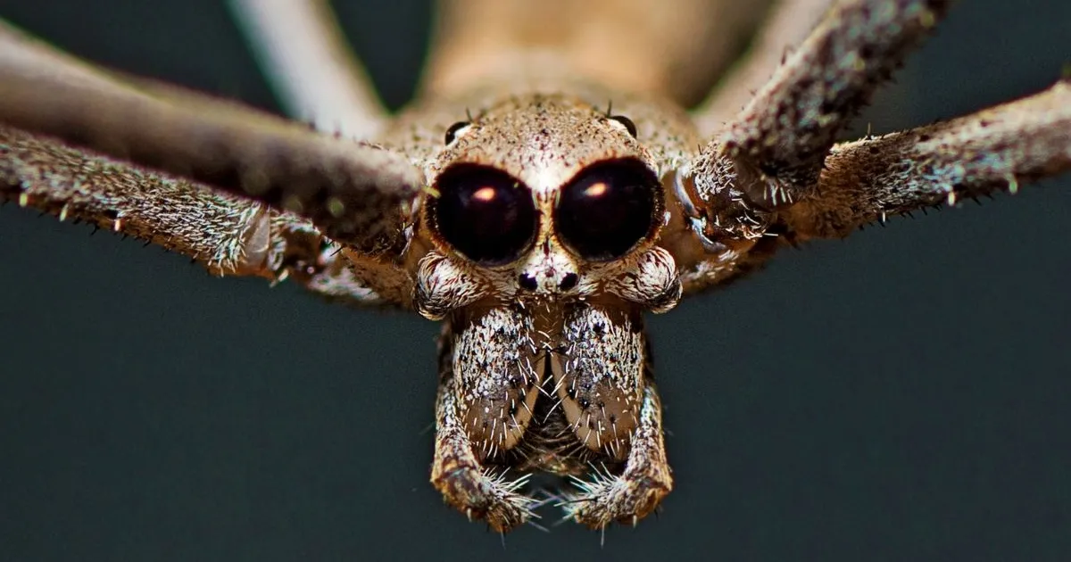 Auhinnatud foto paljastab midagi enneolematut selle ämbliku võrguniidi kohta