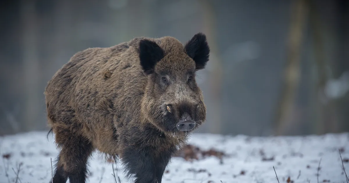 Kurb õnnetus: Kosel toimunud kokkupõrkes hukkus 7 metssiga