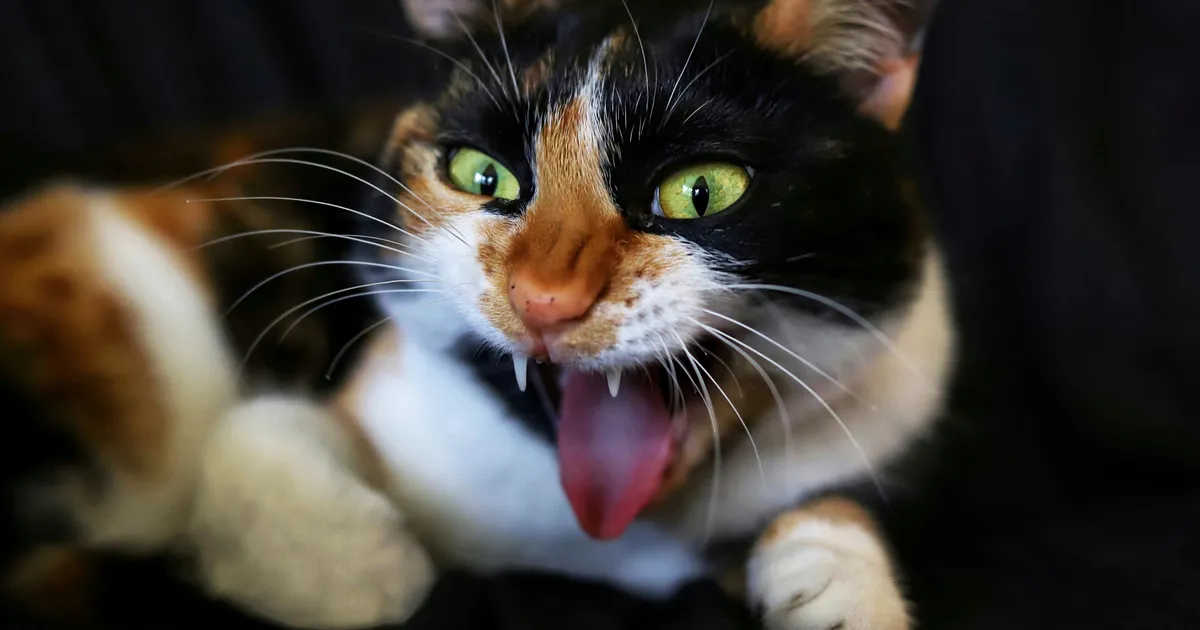 Uuring: kassid näuguvad meeste tähelepanu saamiseks rohkem