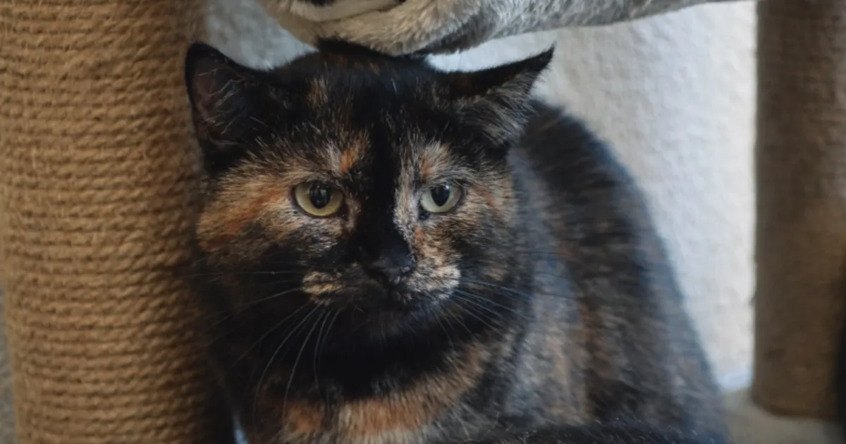 Varjupaiga kõige suurem ime: armas kass elas aastaid puuris, kuni ühel päeval...