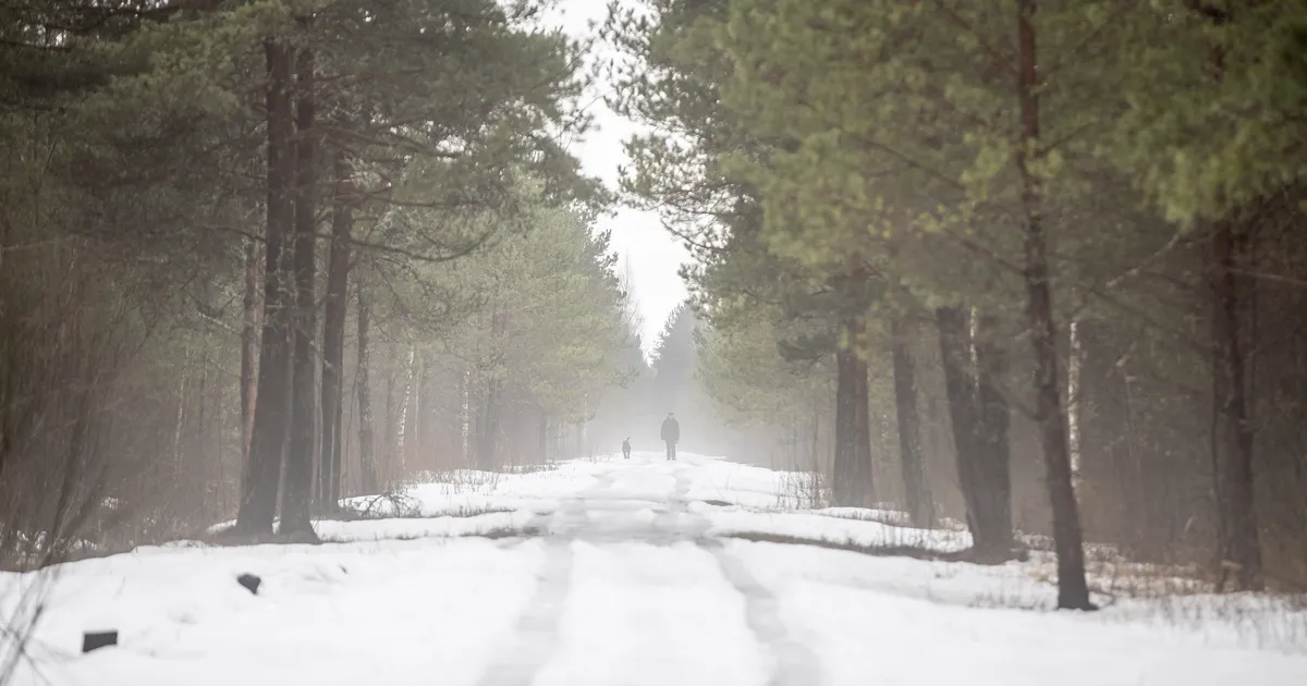 FOTOD ⟩ «Tänuväärne tegu!» Nõmme mees riputas aia ääres kasvavale puule jõuluehete asemel vajalikud asjad