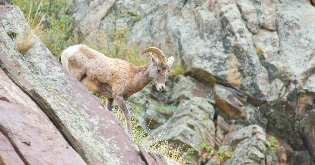 TESTI END ⟩ Ainult vähesed suudavad: kas leiad pildilt üles kivide vahele peitunud looma?