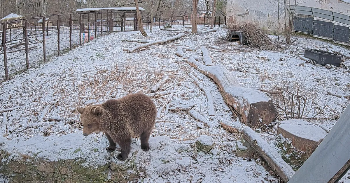 Elistvere karupreili tegemisi näeb nüüdsest ka veebikaamera vahendusel