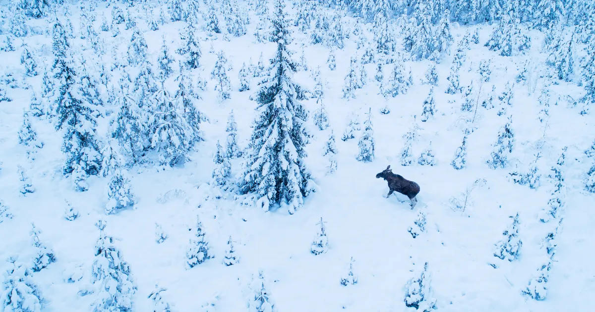 12 KUUD LOODUSVAATLUSI ⟩ 2025 tõi kaasa palju eriskummalist