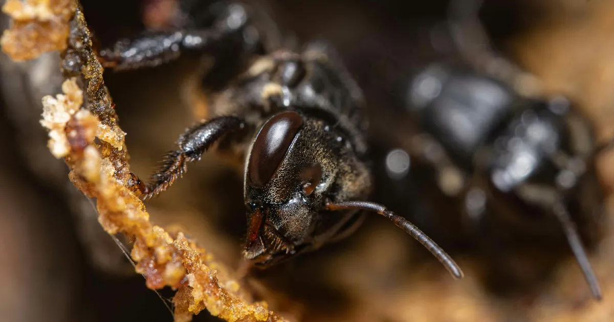 Need on esimesed putukad maailmas, keda hakkas kaitsma just vastu võetud seadus