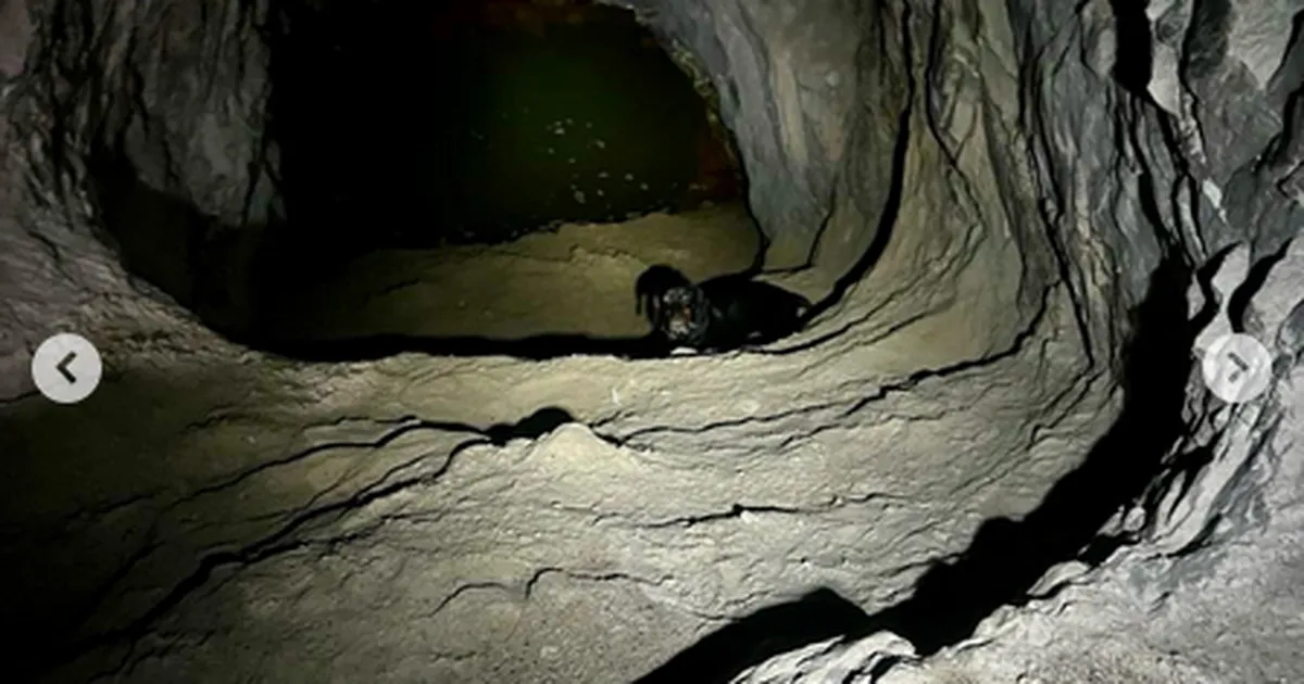 FOTOD ⟩ Päästjad aitasid Harjumaal koopast välja paar päeva kadunud olnud koera