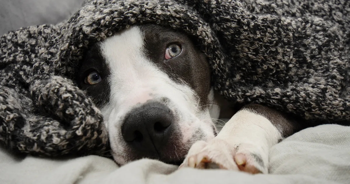 Loomaarst Tiina Toomet: see tõhus vahend rahustab ilutulestikku kartva koera hetkega