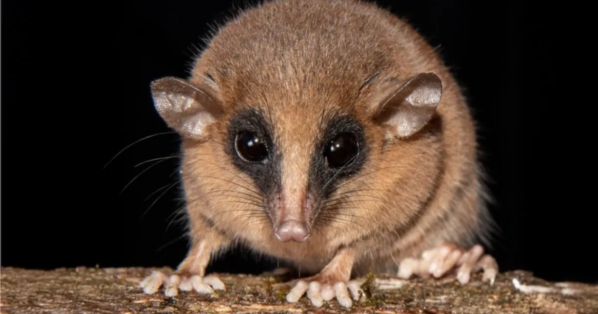 Ameerikas avastati 70 uut loomaliiki – need olid kogu aeg kõigi silmade all