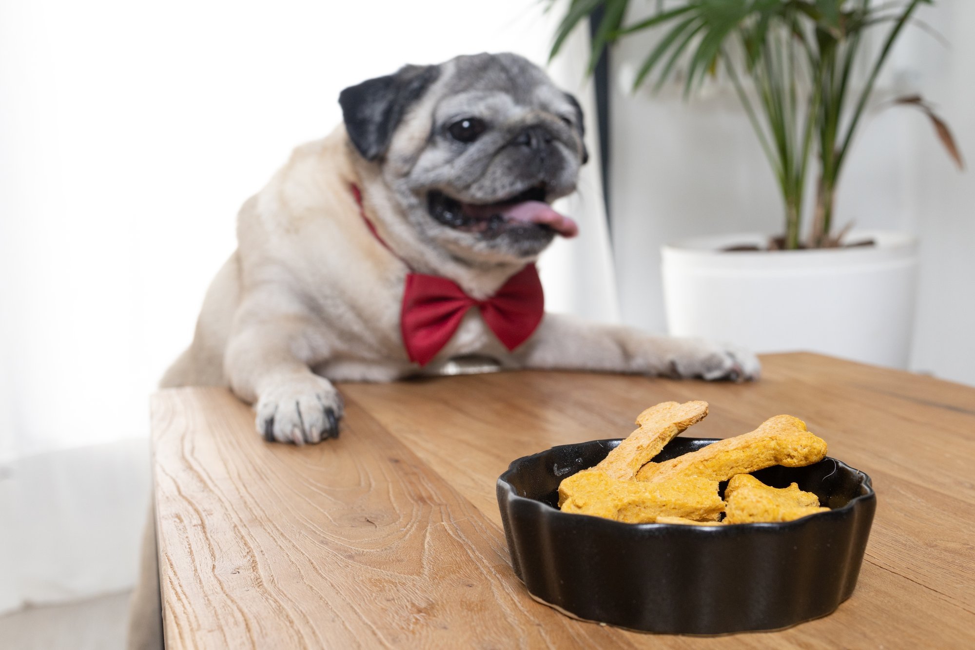 Küpseta koerale jõulukingiks maitsvad ja tervislikud küpsised