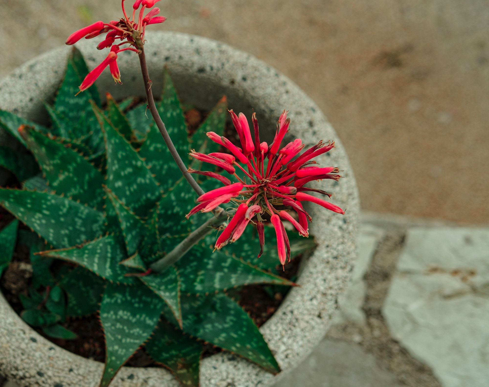 LUGEJA KÜSIB | Mida teha, et aaloe hakkaks õitsema?