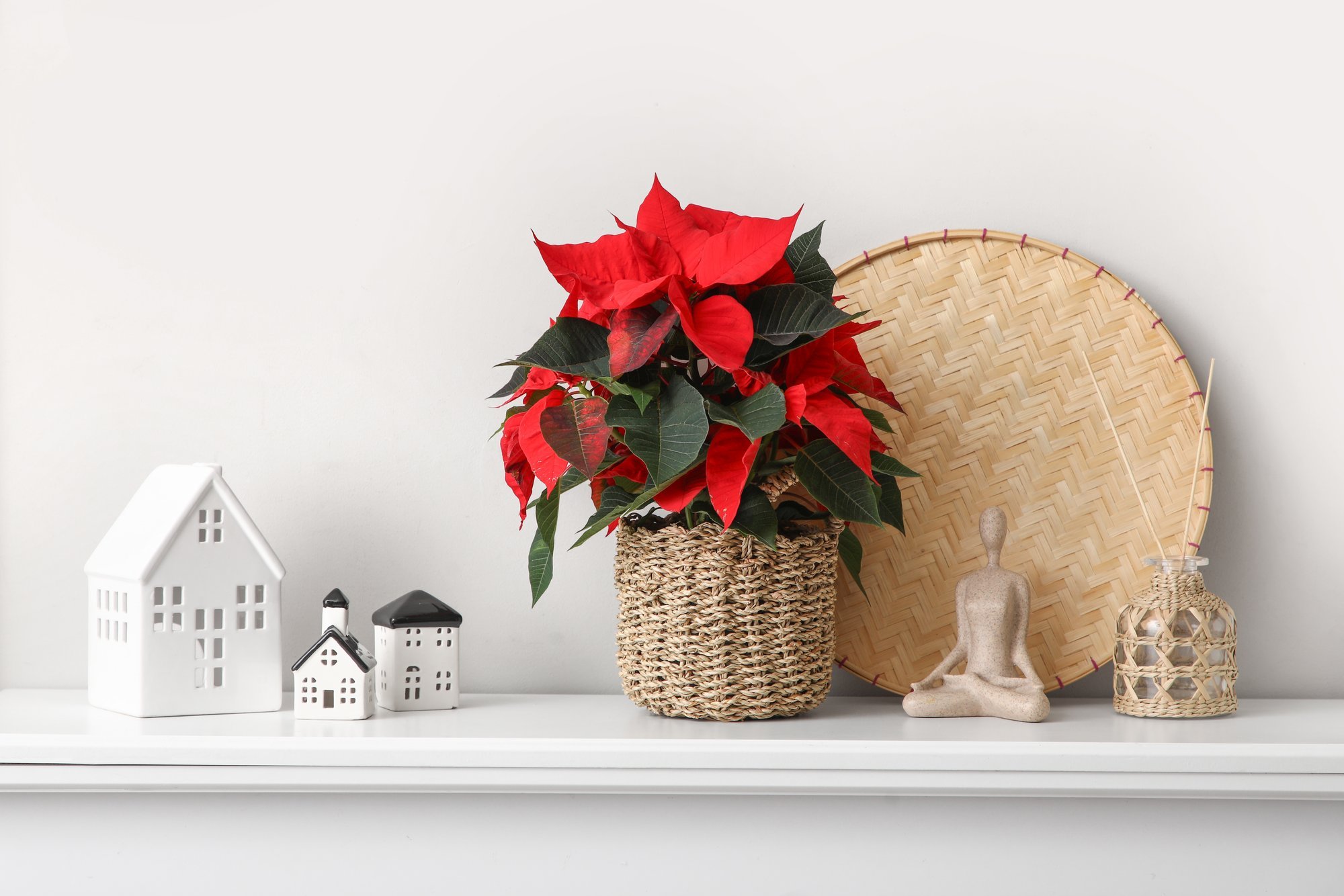 Mida teha, et jõulutähe ilu jaguks kauaks — kuidas hooldada ja milliseid vigu vältida?