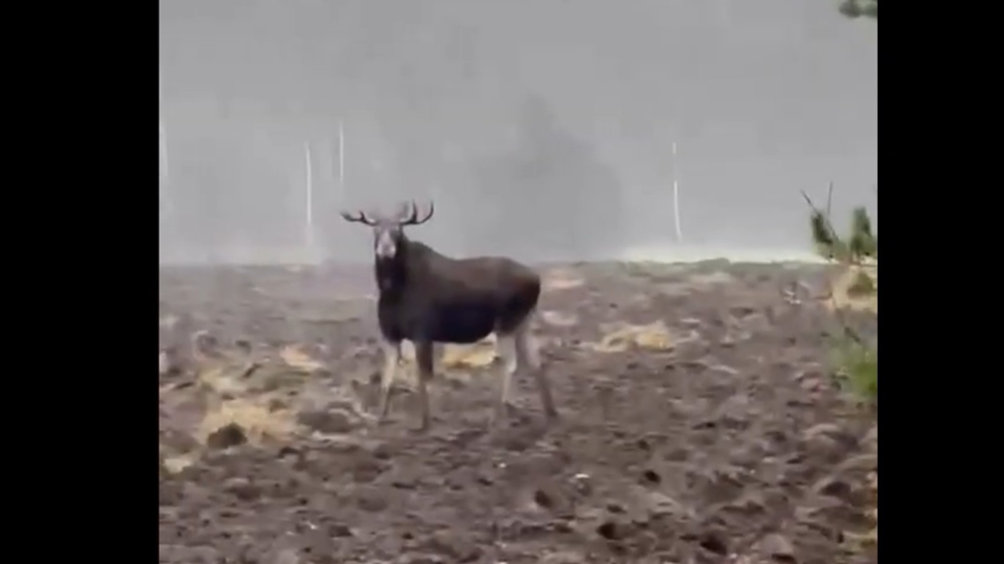 VIDEO | Pärnumaal kohtus liikleja uhke põdrapulliga