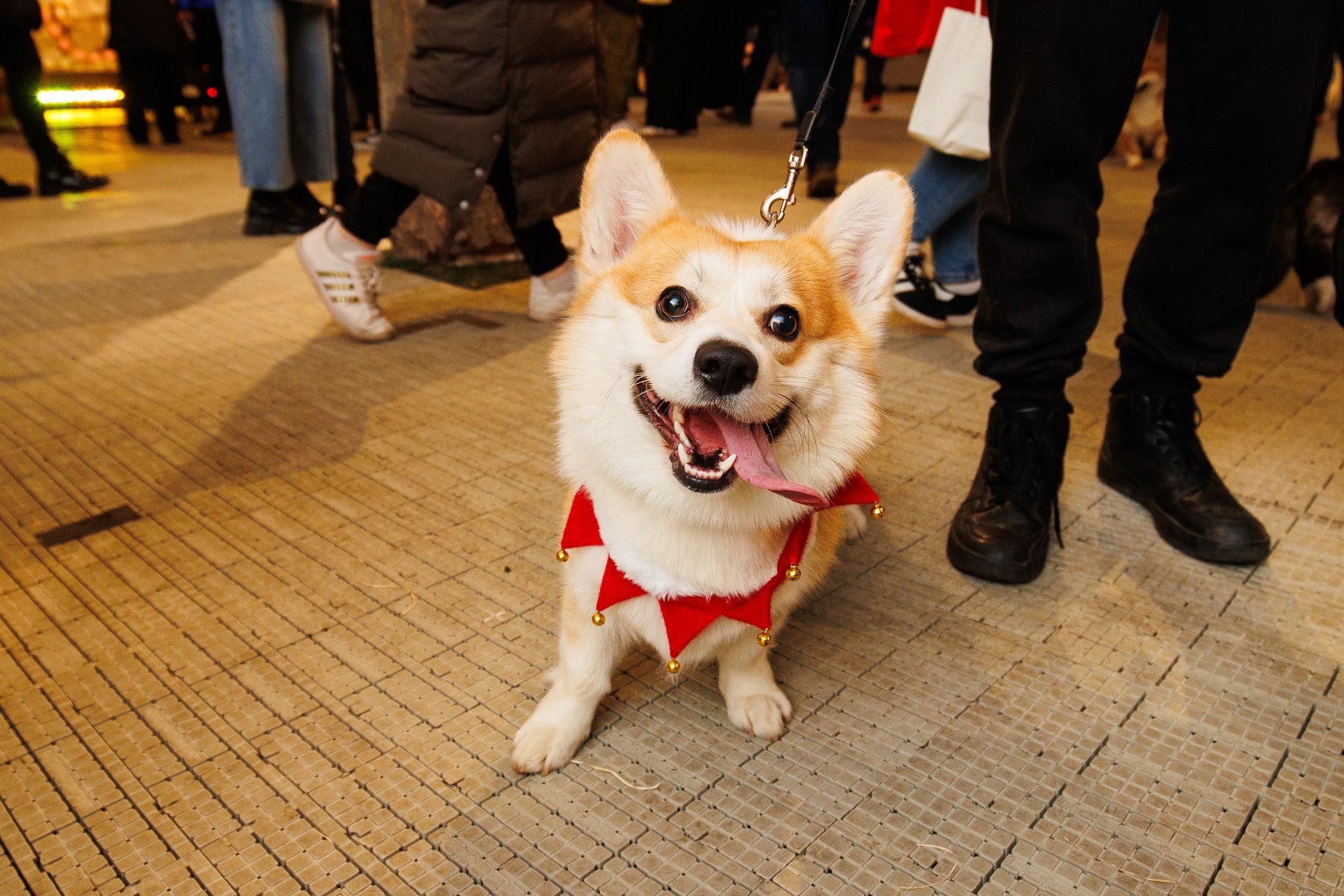 FOTOD ja VIDEO | Nunnumeeter põhjas! Corgi Festile kogunes ligi 200 sabaliputajat