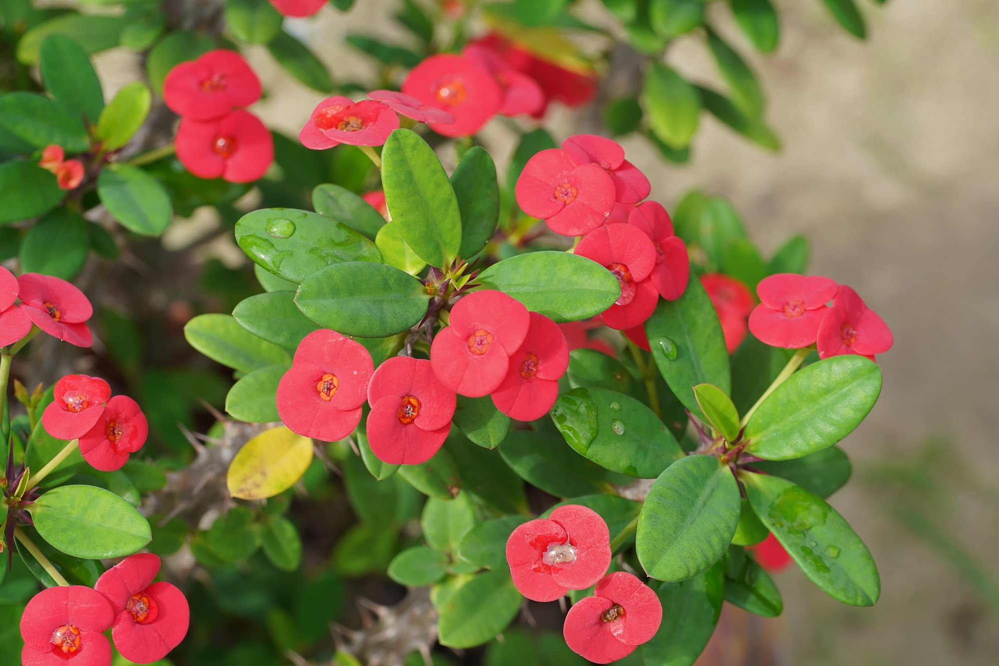 Mõned toataimed on küll kaunid, kuid torkivad tigedikud