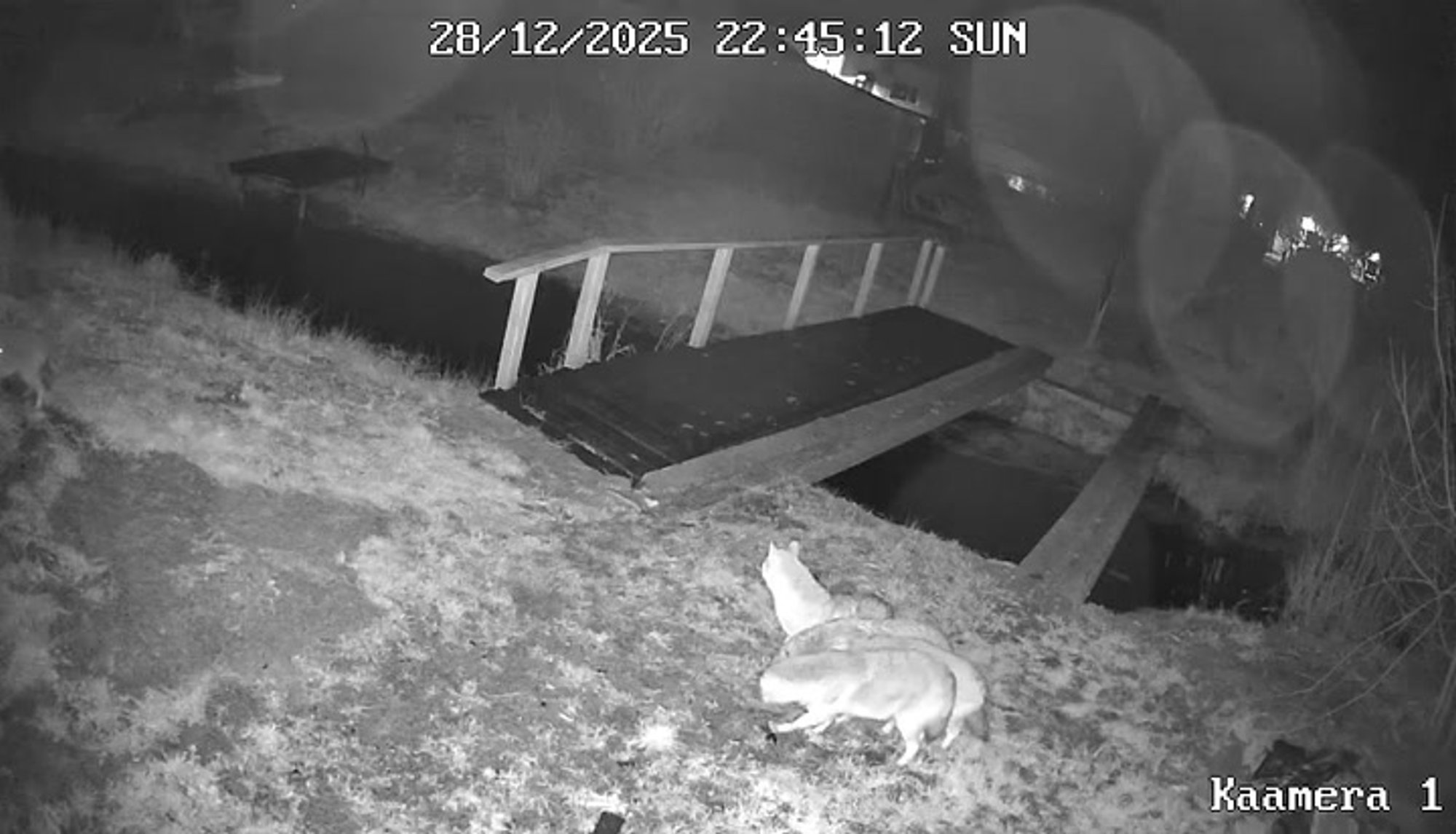 VIDEO | Haruldane kaader: Häädemeestes luusis maja lähedal ringi šaakalipere