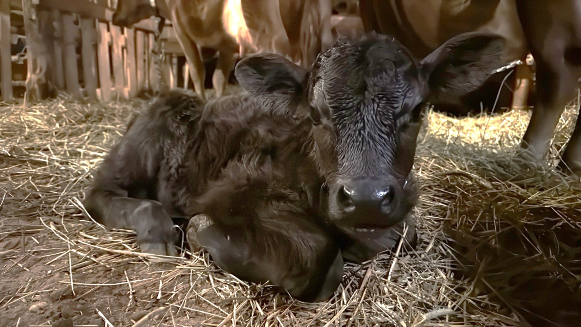 FOTOD JA VIDEO | Setomaa Muuseumid tervitasid uut vasikat: ta muutus kohe meie kõigi lemmikuks