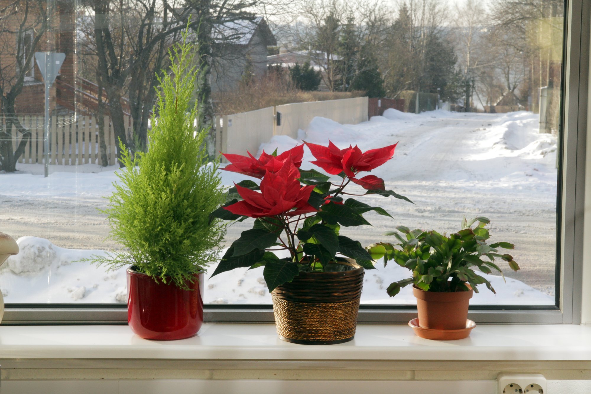 Nipid, kuidas poputada jõulutaimi, et need oleksid võimalikult kaua kaunid