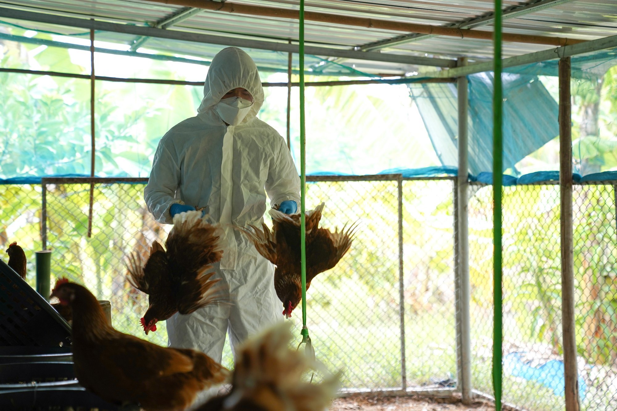 Hoiatus, ohtlik haigus levib! Järvamaal tuvastati talus lindude gripp