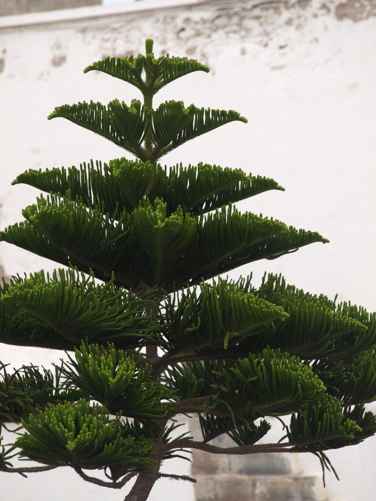 Araukaariast saab toas kasvava jõulupuu aastateks, kui on sobivad tingimused