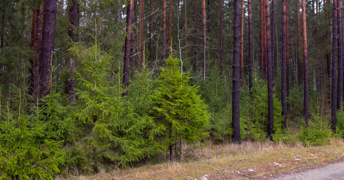 Riigimetsast on tänavu jõulukuuse toonud üle 4500 inimese