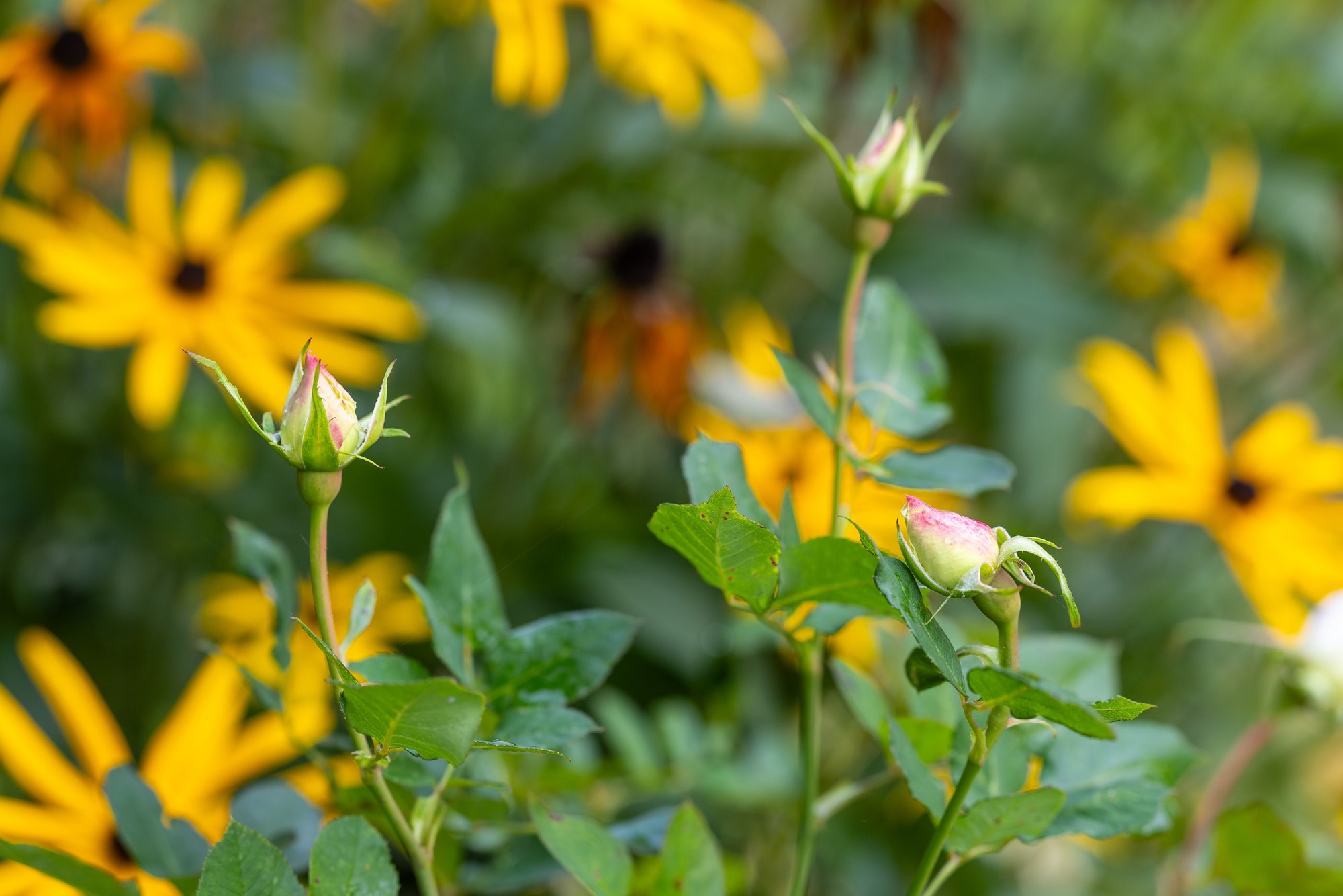 SÜGISILMA KOKKUVÕTE | Suvine kuumus, kõrged hanged, novembrikuu äike