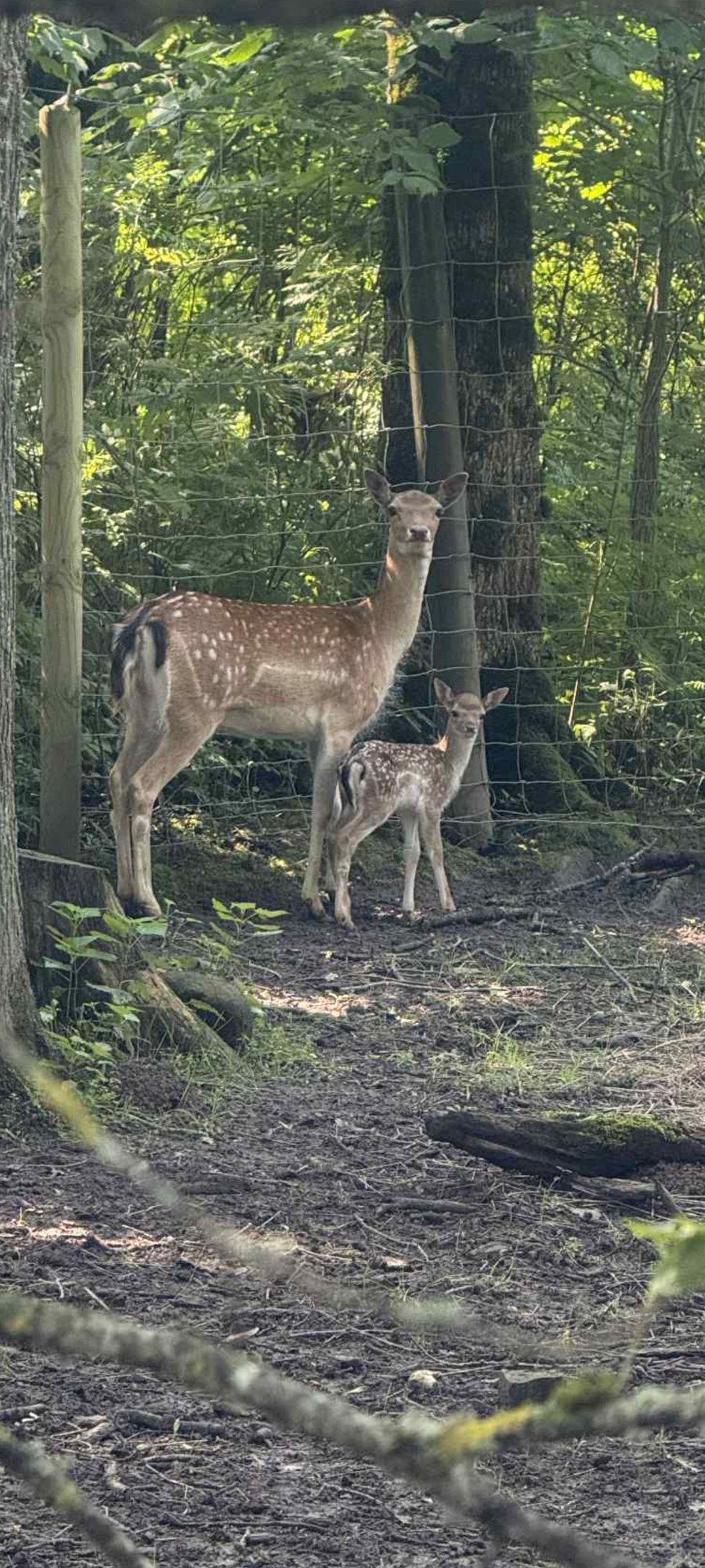 Elistvere loomaparki tunginud koerad murdsid maha kabehirve vasika