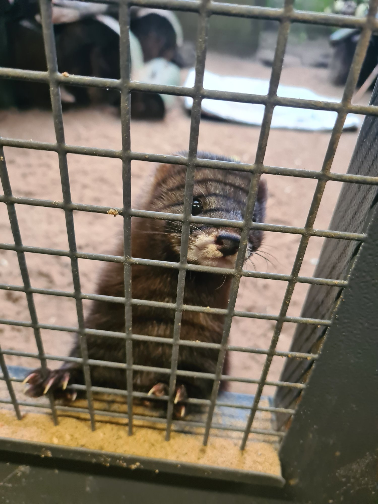 Mis tunne on olla loomaaia talitaja? „Sain esimesel tööpäeval hammustada“